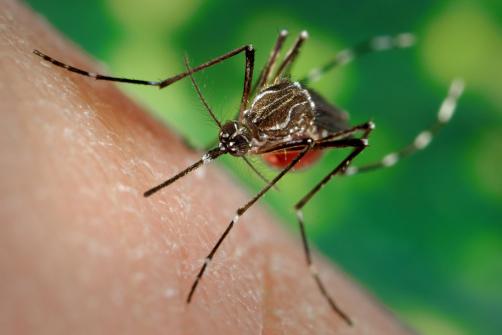Dengue Induced Erectile Dysfunction