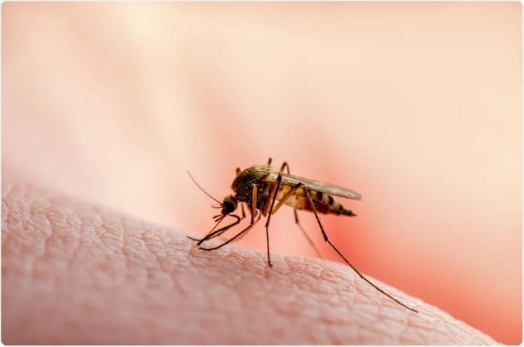 Malaria Induced Erectile Dysfunction